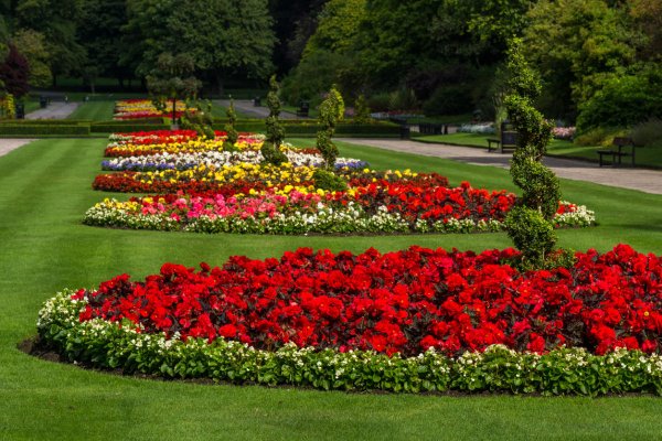 Озеленение Голландия однолетники