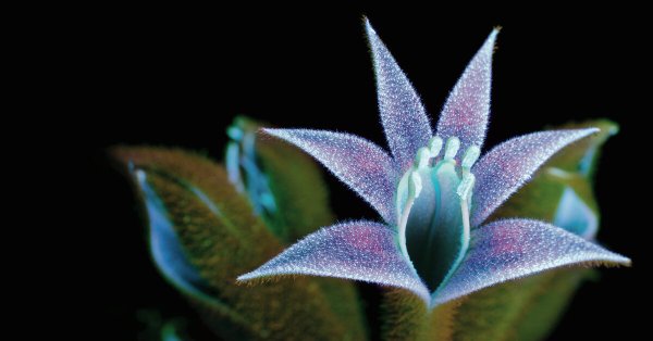 Инопланетные растения концепт