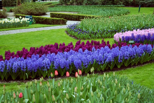 Кекенхоф парк гиацинт