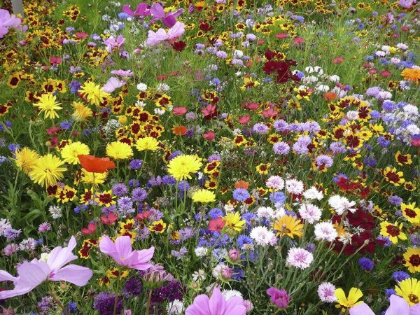 Травосмесь мавританский газон