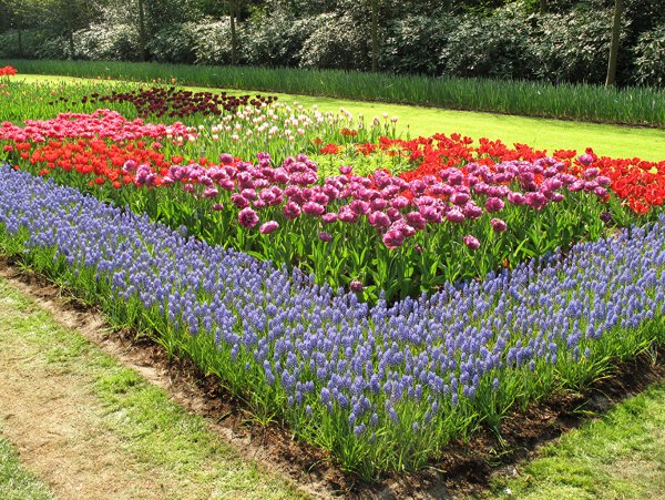 Мавританский Луговой газон