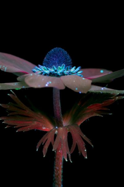 Внеземные цветы