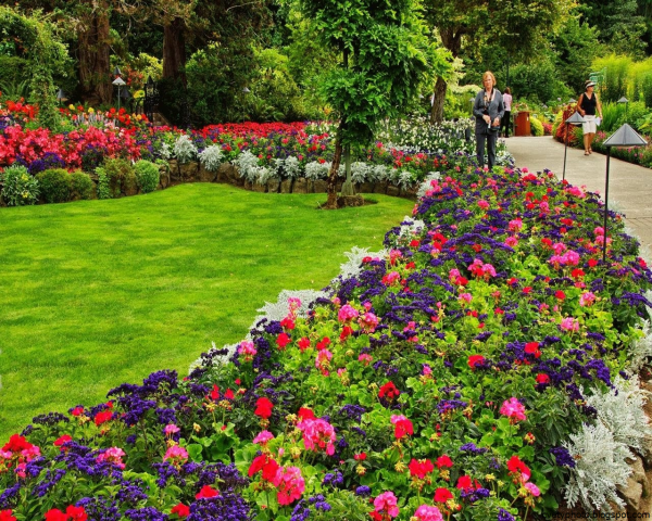 Алиссум морской