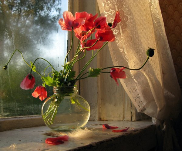 Маки в вазе на окне