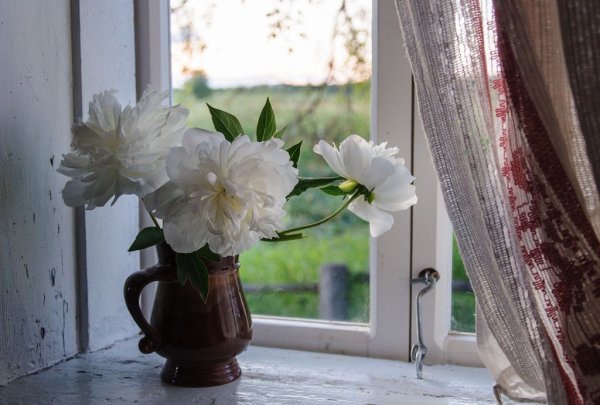 Цветы в вазе на подоконнике