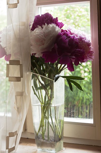 Розы в вазе на окне