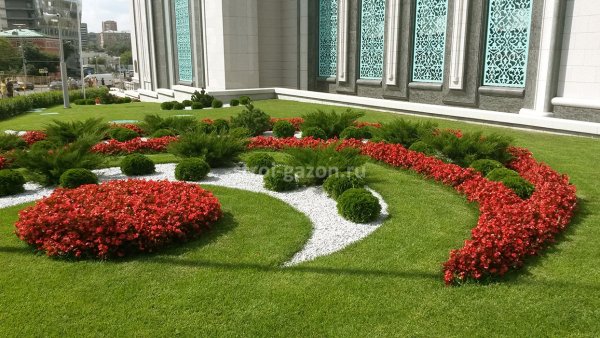 Маргаритки почвопокровные