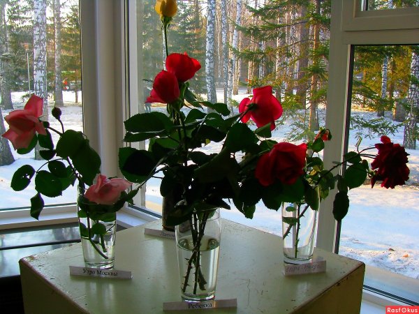 Цветы на окне