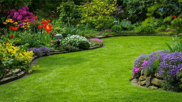 Эшшольция агератум рабатка