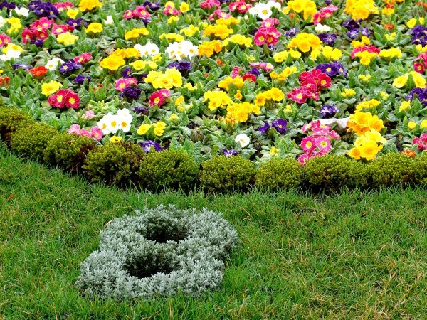 Маргаритка Лесная