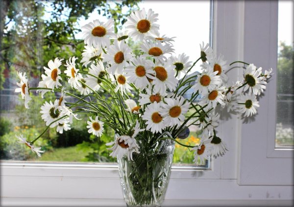 Нарциссы на подоконнике