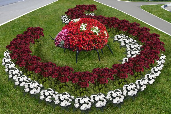 Мавританский газон Солнечная лужайка