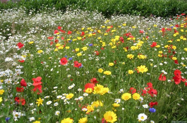 Мавританский газон немофила