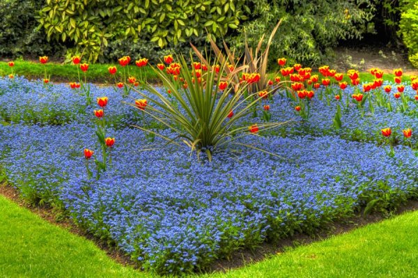 Рабатка с тюльпанами