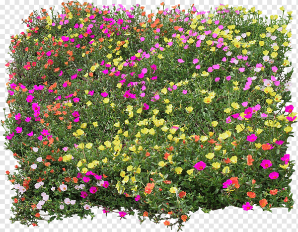 Кёкенхоф рабатка