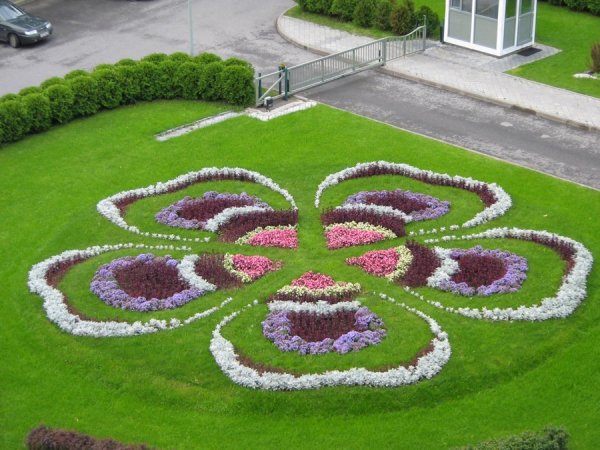 Рабатка Тунберга