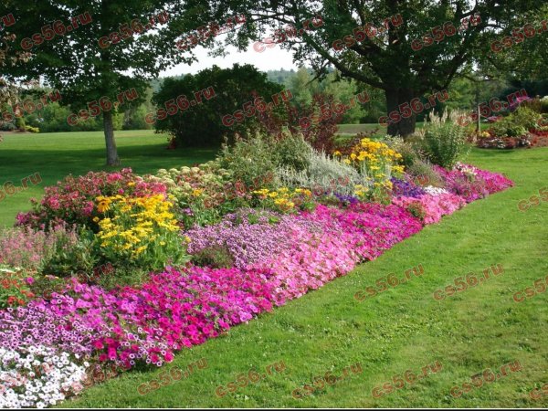 Мавританский газон «Цветущий ковёр»