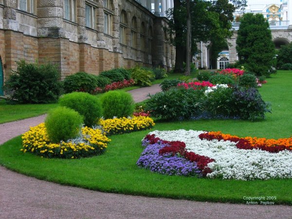 Кёкенхоф синие цветы