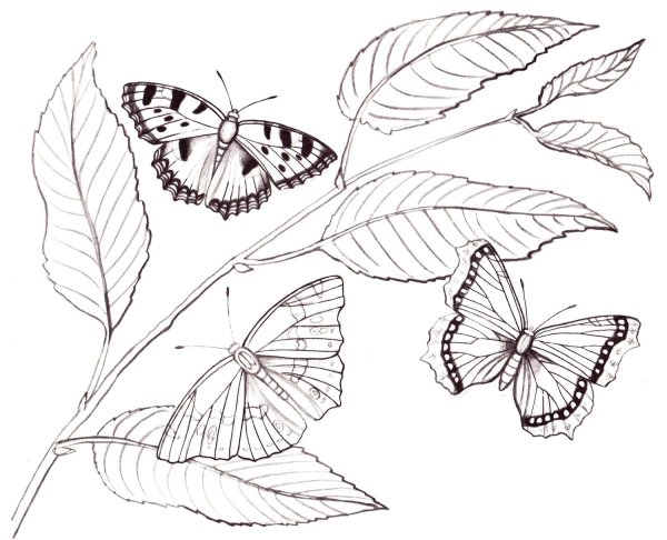 Тропические бабочки раскраска