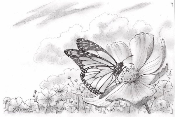 Бабочка карандашом