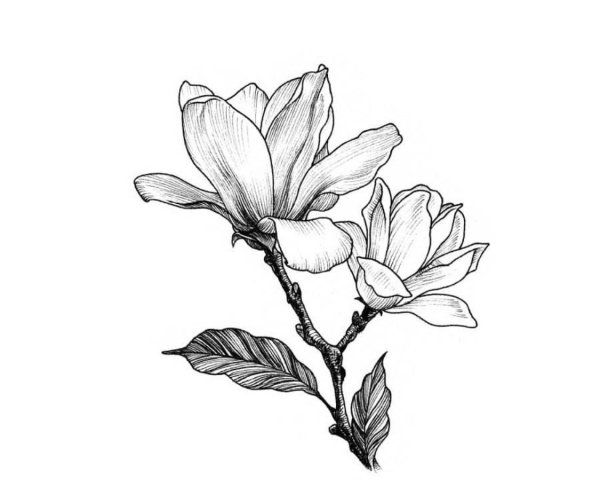 Эскиз магнолии веточка