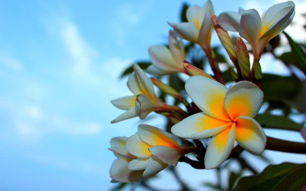 Цветы Египта