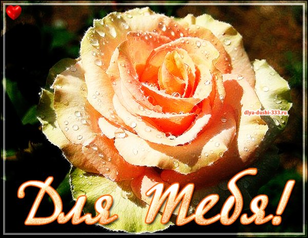 Красивые цветы для Людмилы