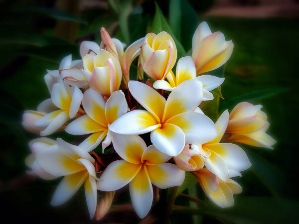 Цветок Лиана Египет