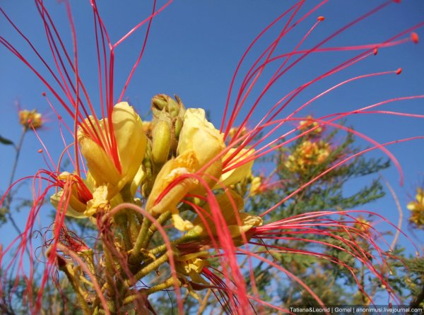 Красивоцветущие кустарники Египта
