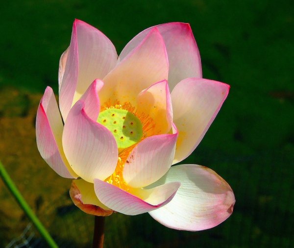 Лотос Nelumbonaceae