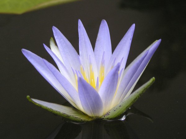 Египетский голубой Лотос