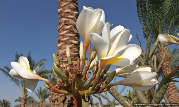 Египетские цветы