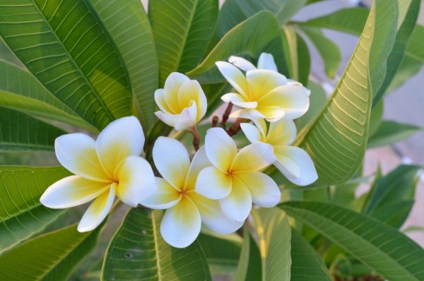 Магнолия дерево Египта