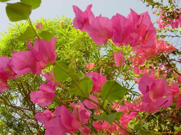 Цветок Лиана Египет