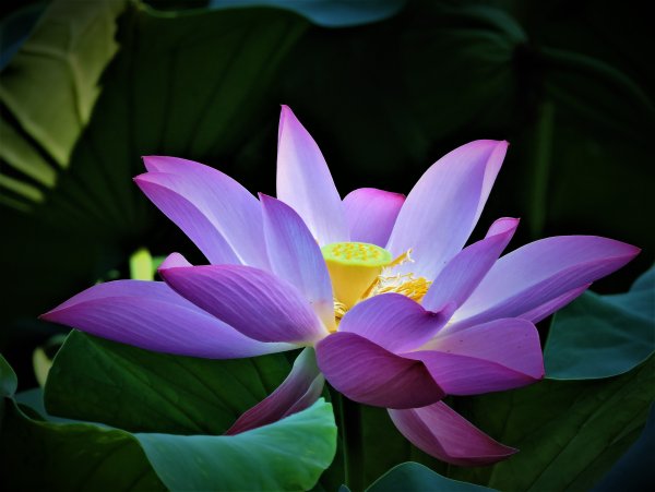 Лилия Lotus Elegance