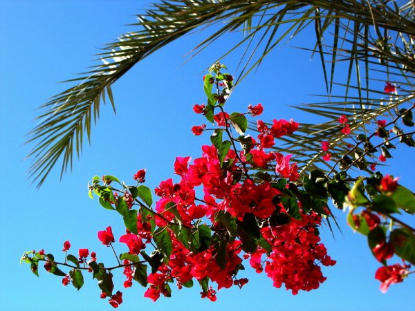 Цветы Египта