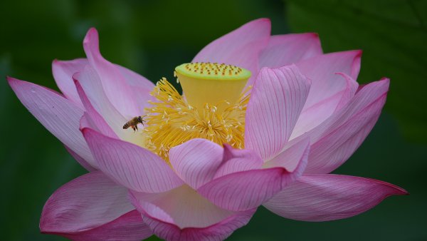 Лотос орехоносный сапфир