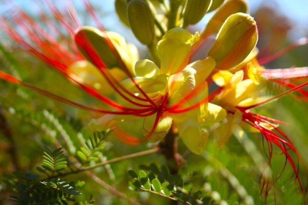 Флора Египта