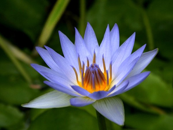 Египетский Лотос