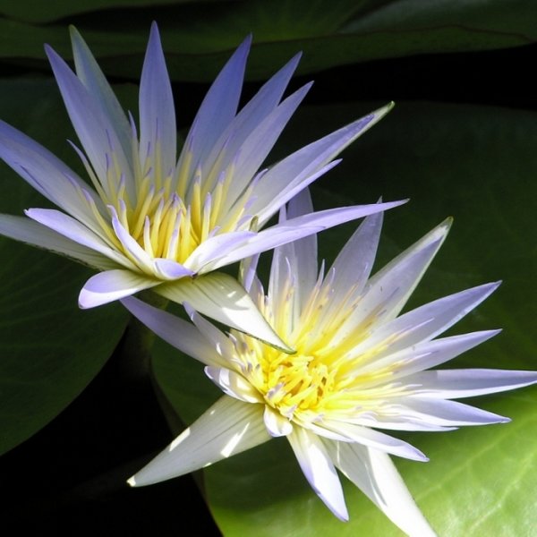 Древнеегипетский Лотос