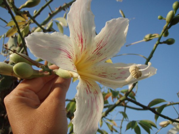 Цветущие растения Египта