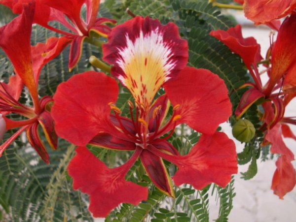 Цветущие растения Египта