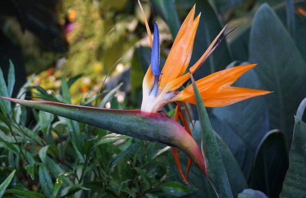 Аллея Баранов в Луксоре