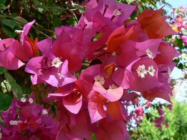 Священный цветок Лотос древний Египет