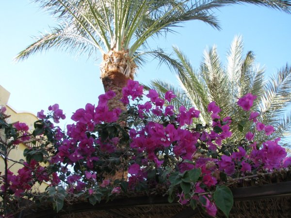 Орнамент лотоса древнего Египта