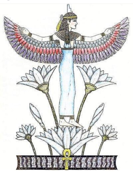 Цветущие кустарники Египта