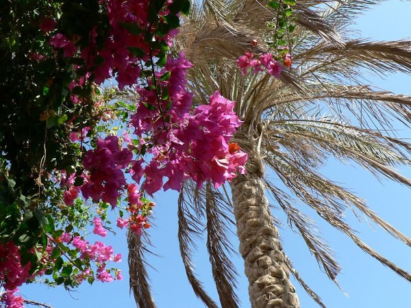 Лотос Египет Папирус