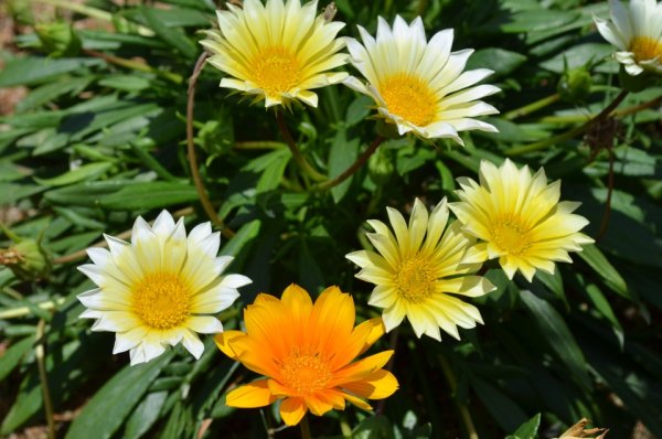 Египетские растения настенная живопись