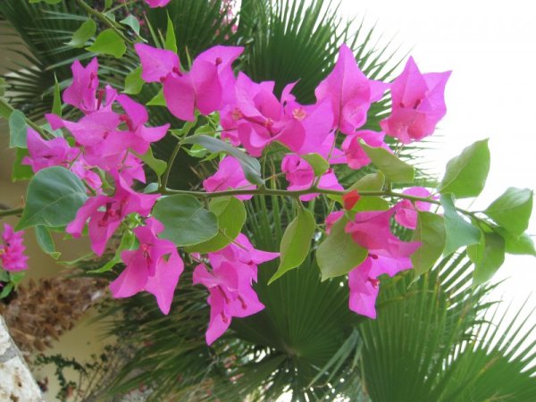 Растение Олеандр Египта