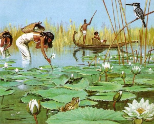 Цветущие растения Египта